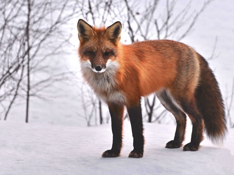 fox