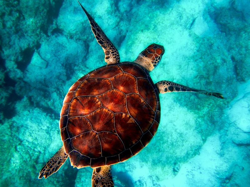 Sea turtle