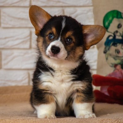 Picture of a cute Corgi