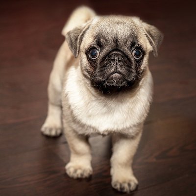 Picture of a cute Pug