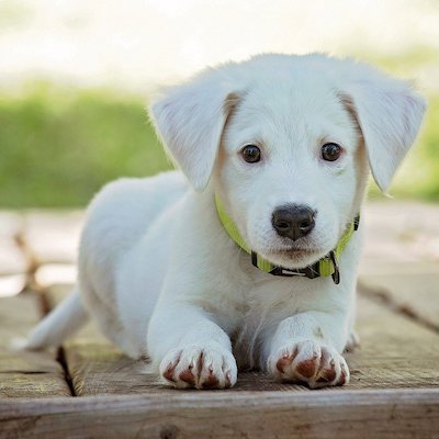 Picture of a cute white puppy