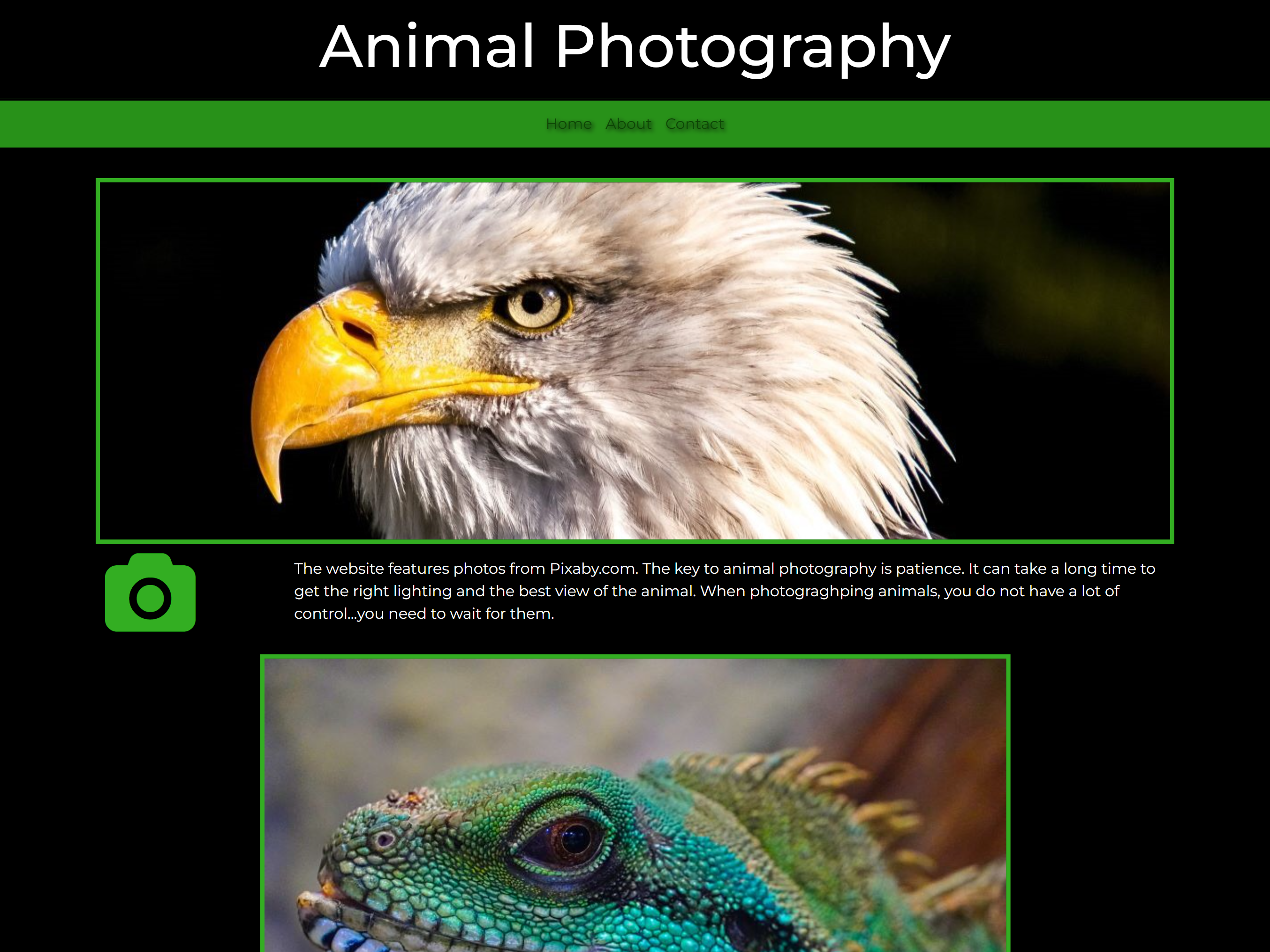 Cool website made by Kaidan's Web Designs showing off some cool pictures of animals.